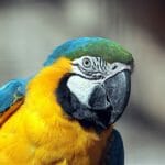 assurance-vie-perroquet